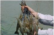 湄公河大虾泛滥，越南人求助中国钓虾援助