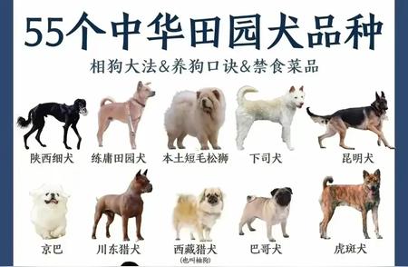 中华田园犬品种大揭秘，看看你钟爱哪一款？