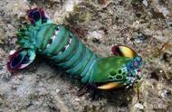雀尾螳螂虾：海洋中的破坏者，能轻易击碎贝壳