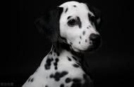 斑点狗：优雅品种的典范
