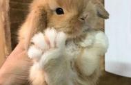 兔兔的毛茸茸的小脚，虽然没有肉垫，但依然很可爱