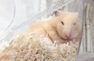 仓鼠的睡眠习性：如何科学地照顾它们