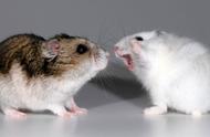母仓鼠的领地：公鼠如何避免成为单身鼠？