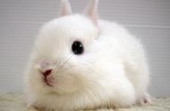 兔子：一种令人着迷的可爱生物，探讨其受欢迎的原因