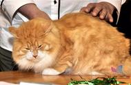 世界上最大的猫种：揭秘其惊人的体型