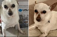 吉尼斯世界纪录：最长寿的狗狗-吉娃娃