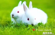 陈光：兔年，让我们一起了解兔子的故事
