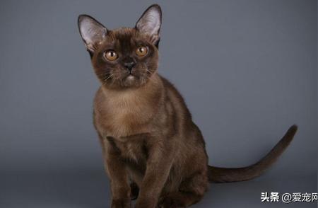 缅甸猫与暹罗猫：你能分辨出它们的差异吗？