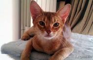 阿比西尼亚猫：全球公认的猫界皇者，你对它有何感觉？
