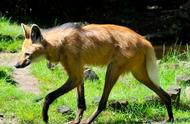 南美最大的野生犬科动物：高跷狐狸的传说