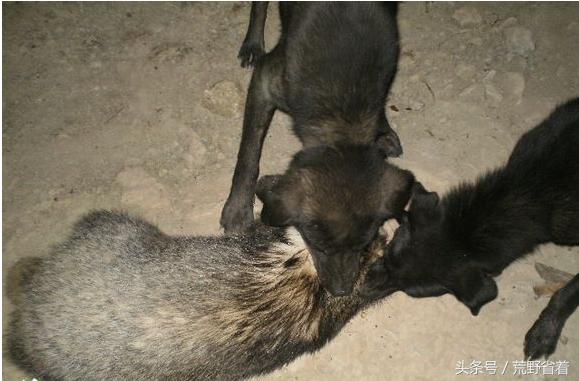 中国4大土生狗，任何一种陪着你闯荒野，遇险都可以保命