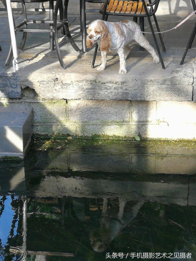 昨天在曲水亭街，一只可卡犬与比格犬的混血，它的倒影成了风景！