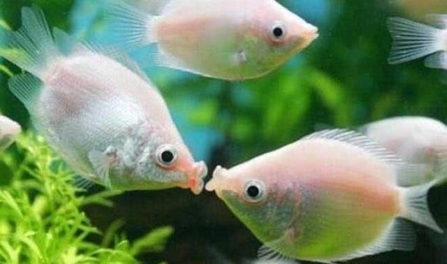 这种鱼喜好“接吻”闻名世界，连条鱼都敢这么大胆的秀恩爱了？