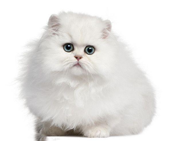 地球上10大最可爱的猫咪，波斯猫第八，布偶猫第二，你喜欢哪个？