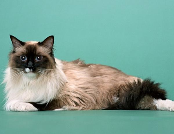 地球上10大最可爱的猫咪，波斯猫第八，布偶猫第二，你喜欢哪个？
