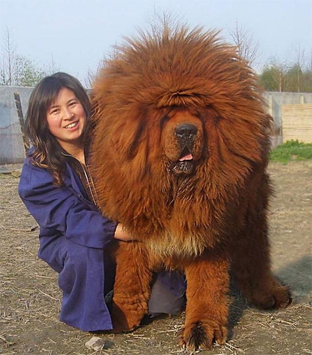「藏獒特辑」：世界上最古老的稀有犬种，最后一张太像狮子了