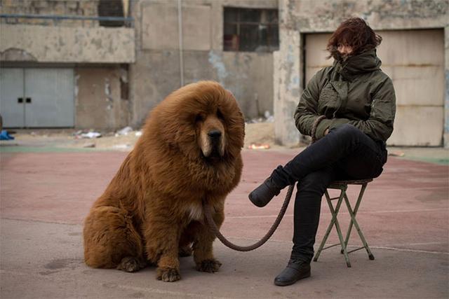 「藏獒特辑」：世界上最古老的稀有犬种，最后一张太像狮子了