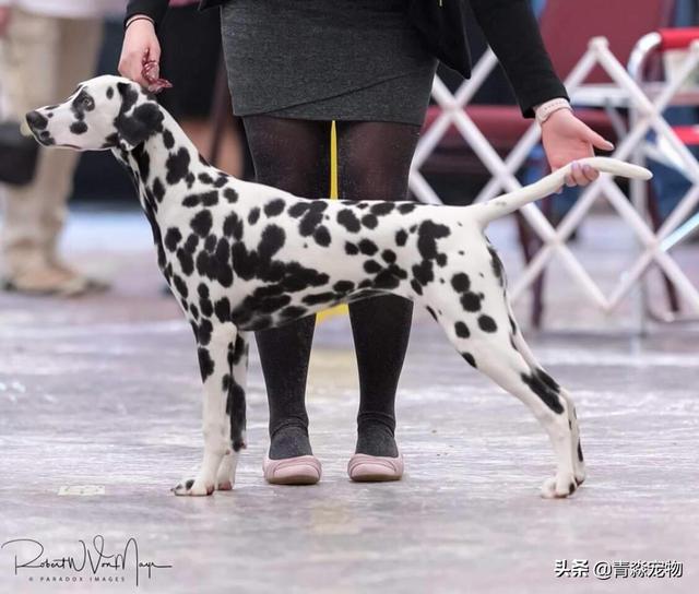 欣赏 2019 美国大麦町犬，国家单独犬展！