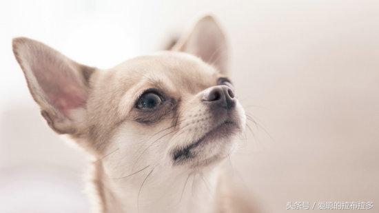 吉娃娃——最古老的犬种、最小型，优雅、警惕、对主人极有独占心