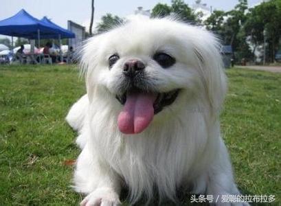 北京犬——宫廷狮子狗，中国古老的犬种，已有四千年的历史