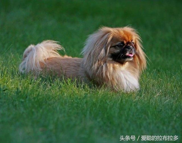 北京犬——宫廷狮子狗，中国古老的犬种，已有四千年的历史