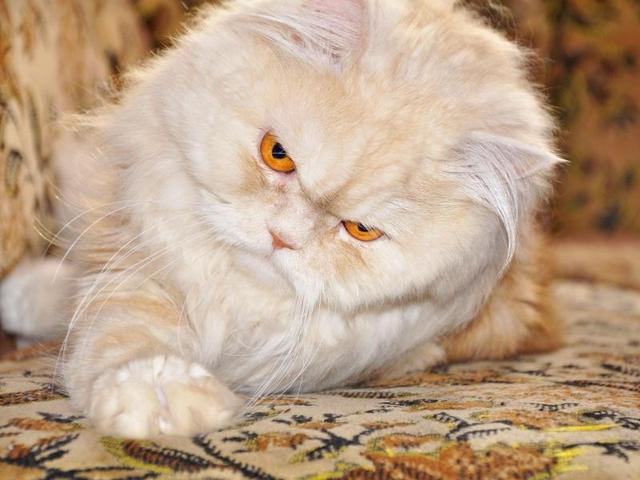 雍容华贵的“猫中王子”：波斯猫