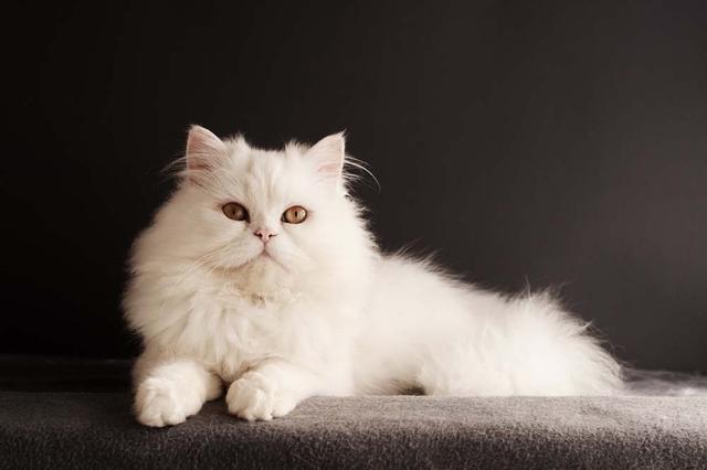 雍容华贵的“猫中王子”：波斯猫