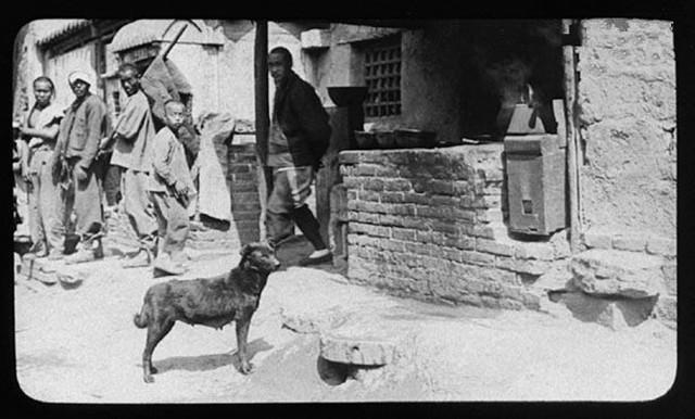 历史记忆中的中华田园犬，逐渐没落的传统家犬
