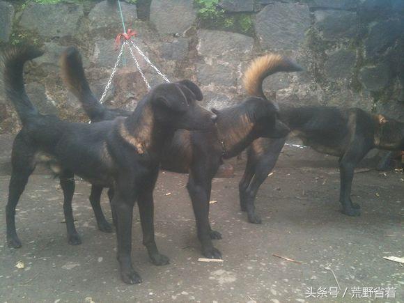 中国4大土生狗，任何一种陪着你闯荒野，遇险都可以保命