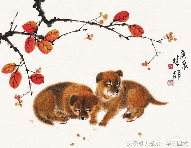 国画里的中华田园犬，憨态可掬，憨萌可爱！