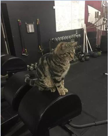健身房老板养了只虎斑猫，没想到却成了招财猫