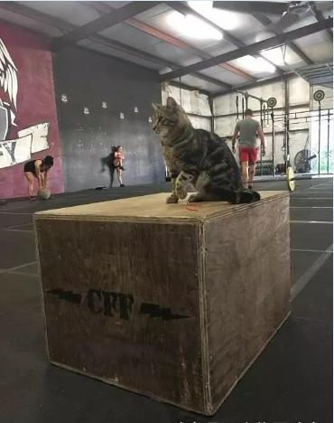 健身房老板养了只虎斑猫，没想到却成了招财猫