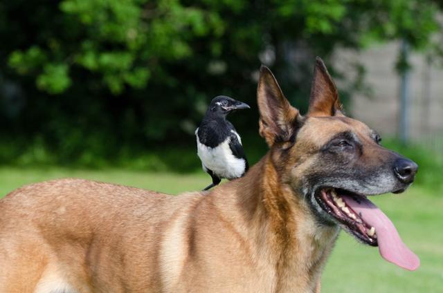 比利时玛利诺犬是一种体形非常匀称的狗，身体比例呈正方形，态度文雅，头部和颈部非常高傲的昂起