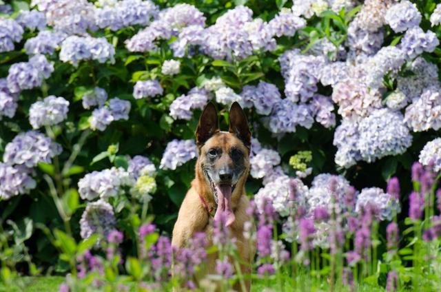 比利时玛利诺犬是一种体形非常匀称的狗，身体比例呈正方形，态度文雅，头部和颈部非常高傲的昂起