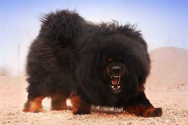 藏獒——地球上最凶猛的狗
