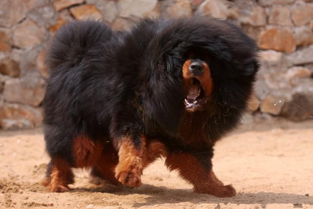 藏獒——地球上最凶猛的狗