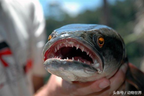 中国大型淡水鱼-乌鳢