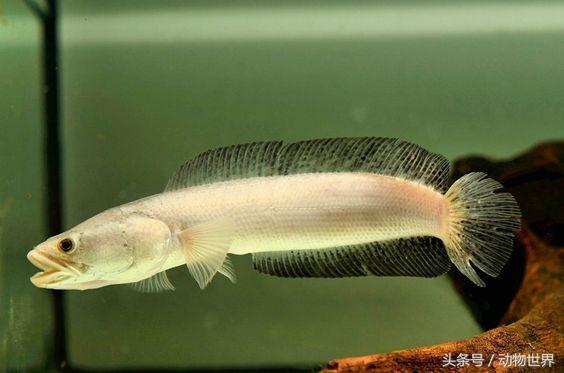 中国大型淡水鱼-乌鳢