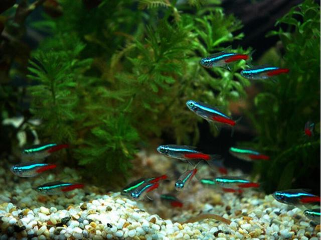 动物图集：红绿灯热带鱼