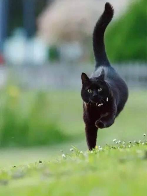 被称“蒙娜丽莎”，冷峻却温柔的小黑豹——孟买猫