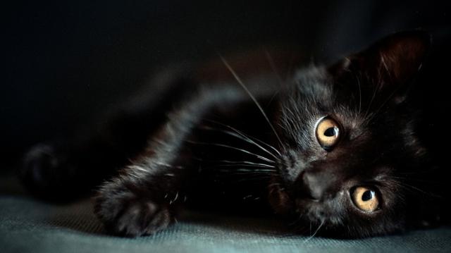 被称“蒙娜丽莎”，冷峻却温柔的小黑豹——孟买猫