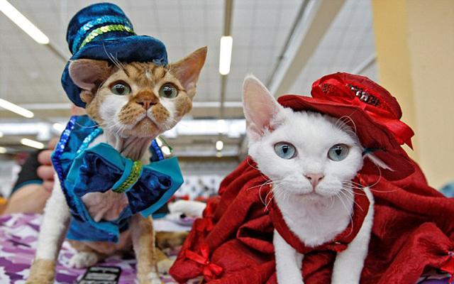 乌克兰举行猫咪秀 稀有喵盛装走秀