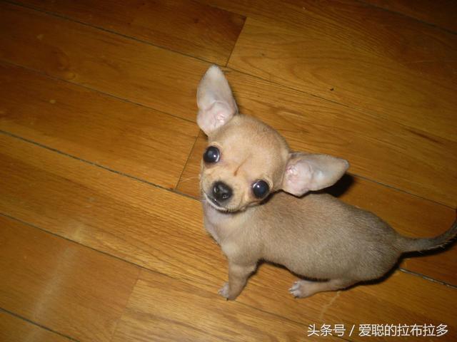 吉娃娃——最古老的犬种、最小型，优雅、警惕、对主人极有独占心