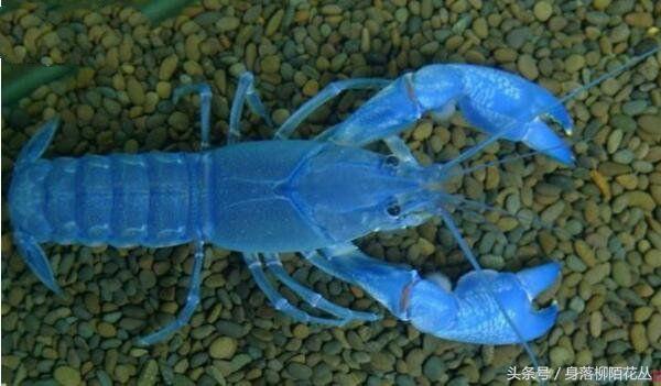 地球上3大蓝魔虾的变种