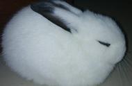 宠物兔洗澡指南：如何安全洗净你的毛茸茸朋友？