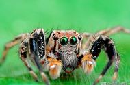 跳蛛：蜘蛛界的大眼萌宠，智力惊人