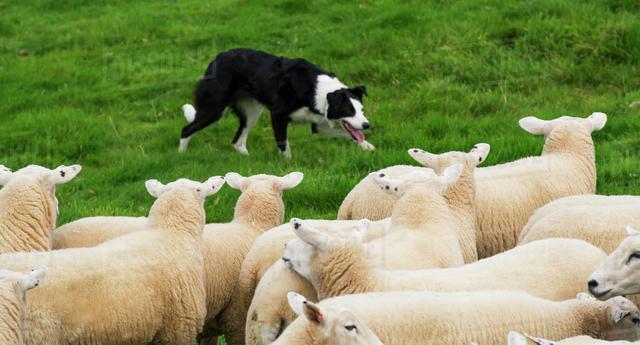 真正的牧羊犬，用眼神就能牧羊，普通狗狗根本做不到