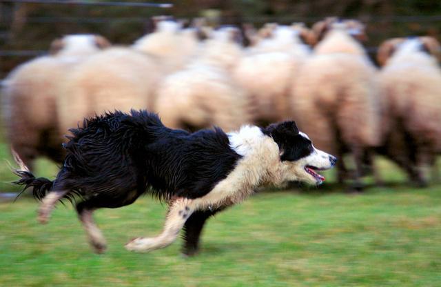 真正的牧羊犬，用眼神就能牧羊，普通狗狗根本做不到