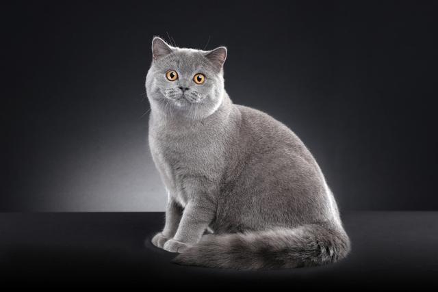 图虫人文摄影：英国短毛猫