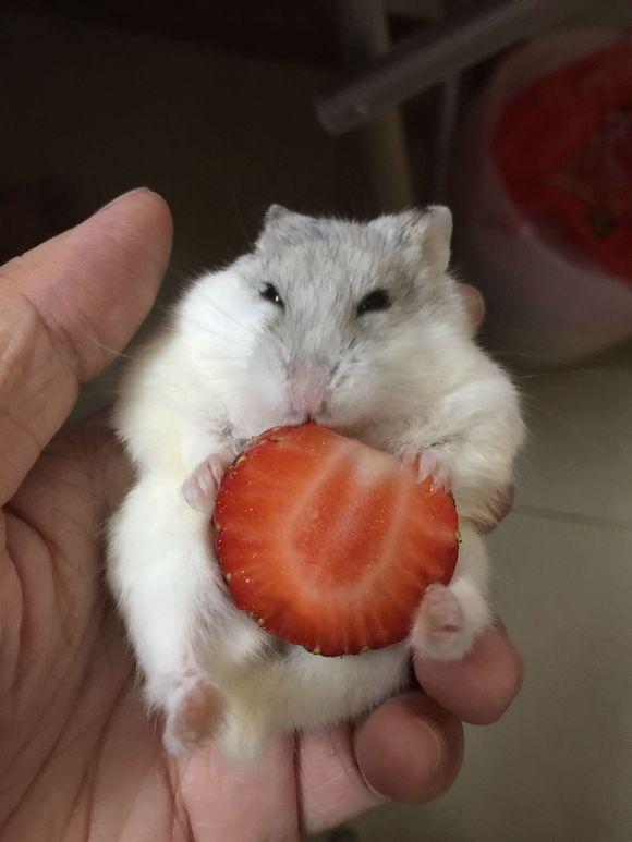 主人给了银狐仓鼠半颗草莓，它开心得仿佛拥有了全世界，迷之微笑